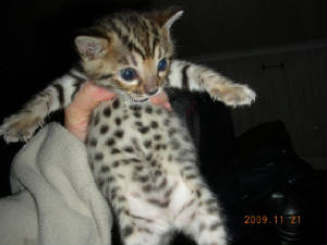 kitten3003.jpg