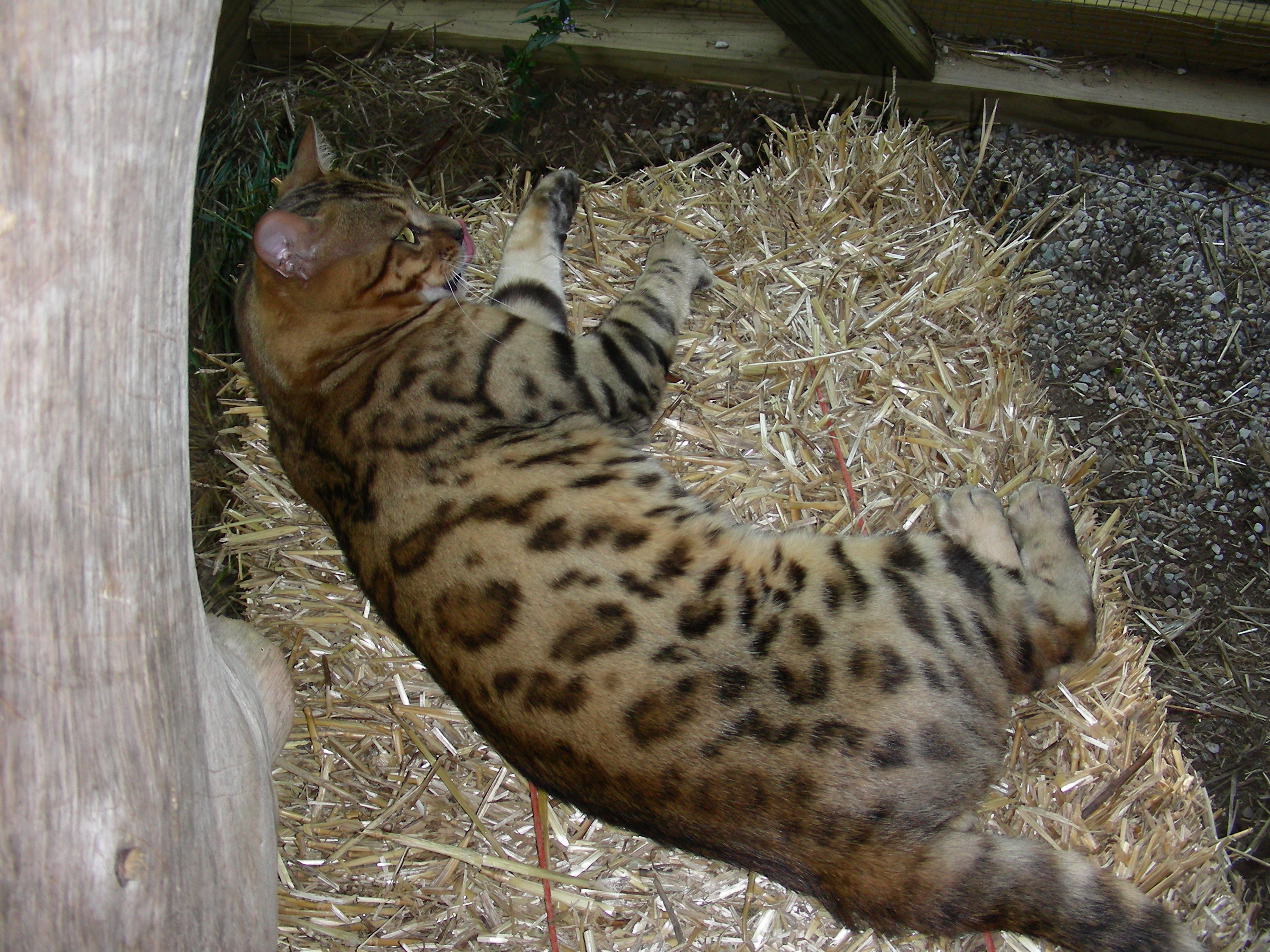 bengalsfishing019.jpg