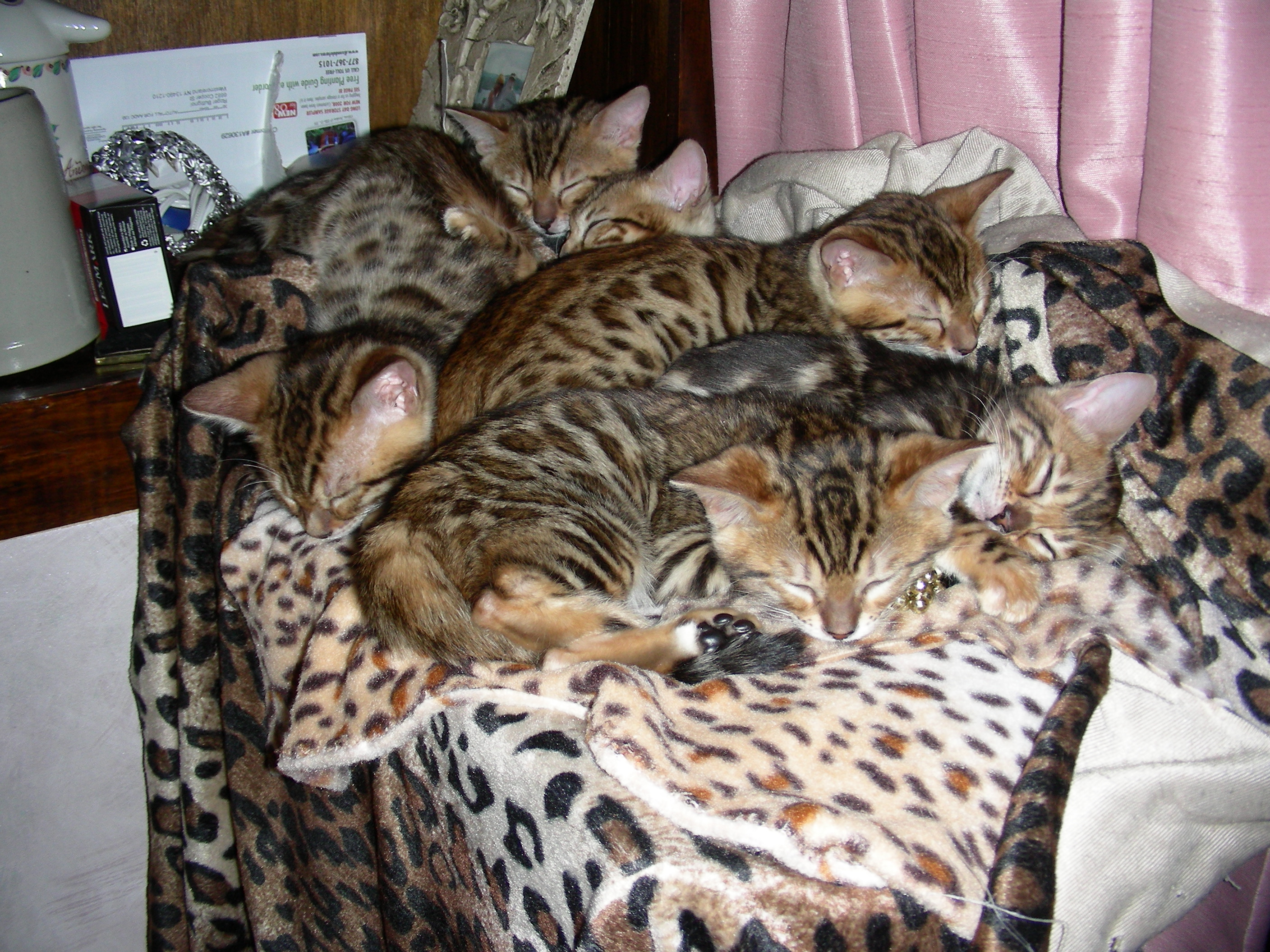 kittens1004.jpg