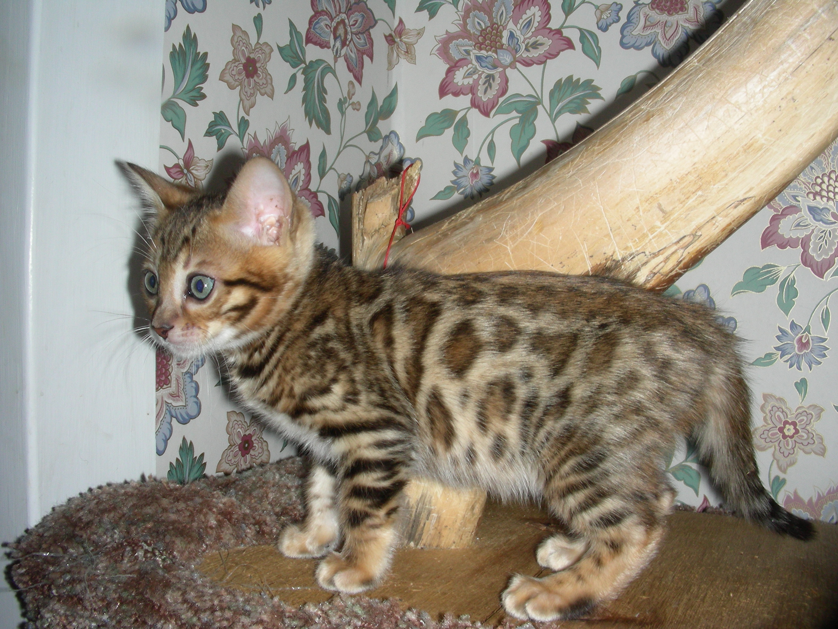 kittens8wks003.jpg