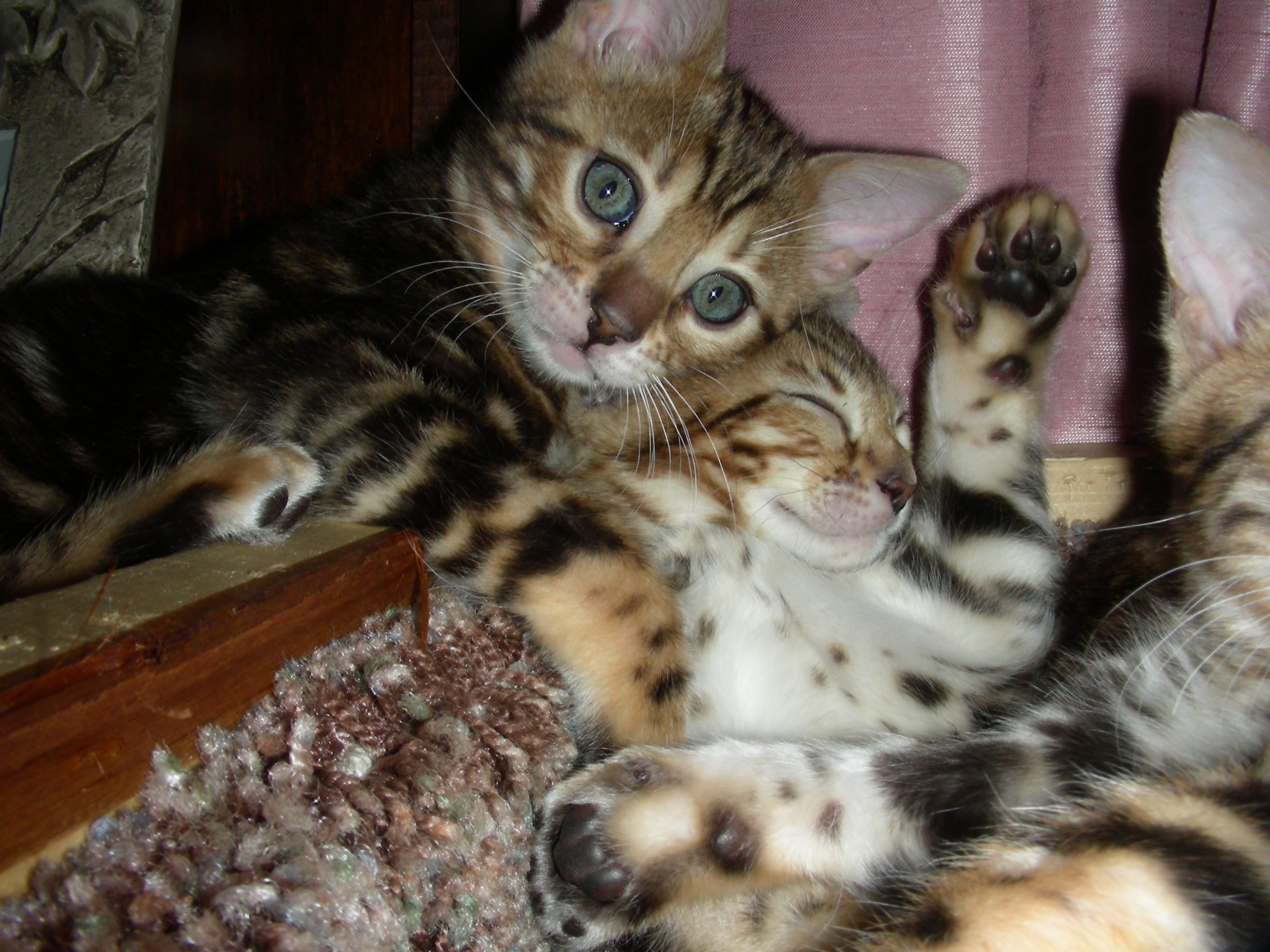 kittensdec17006.jpg