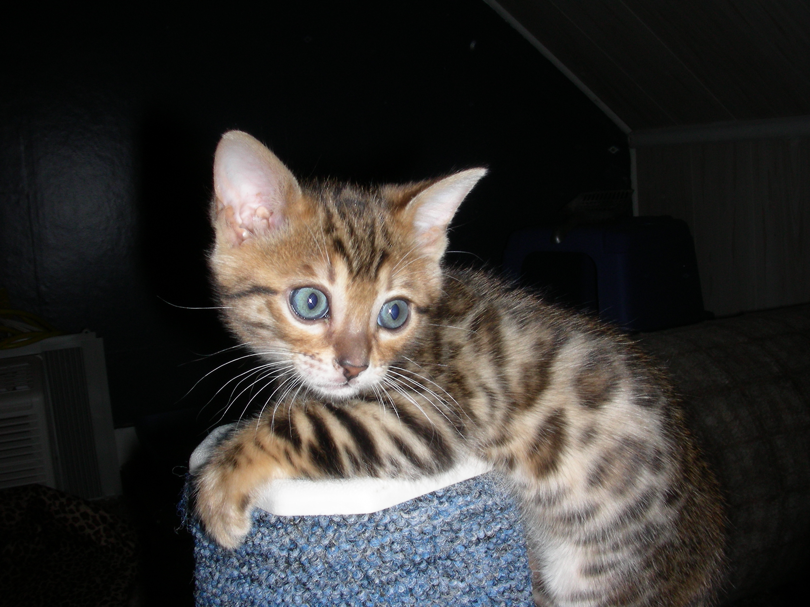 kitties014.jpg