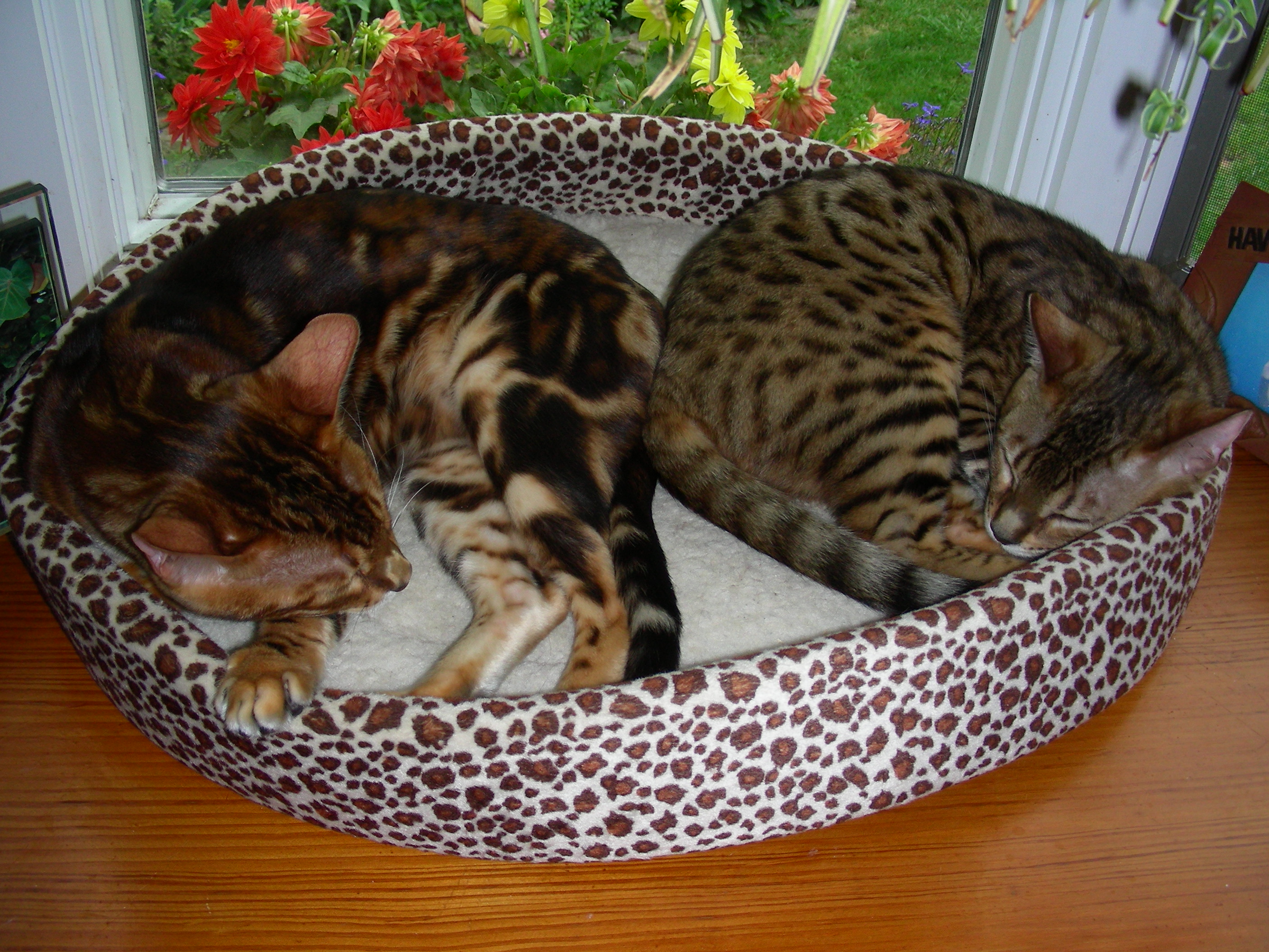kittyrina003.jpg