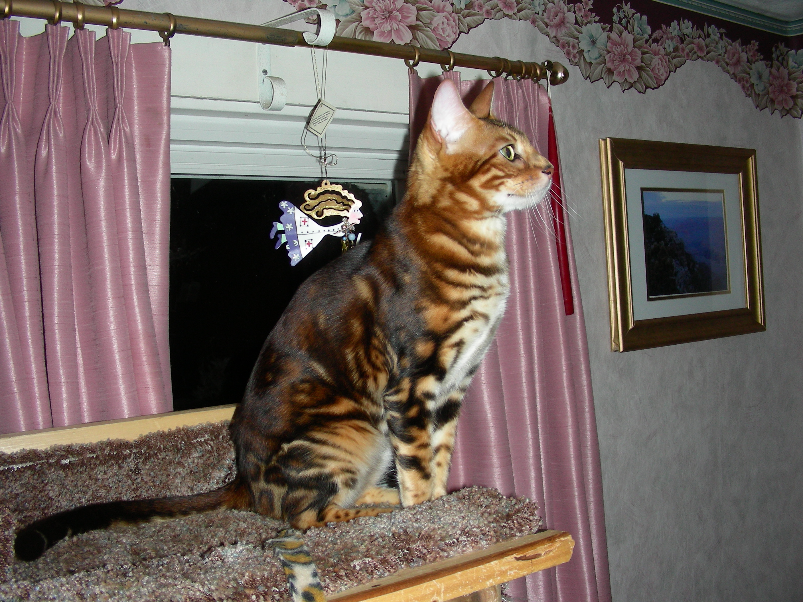 mable002.jpg