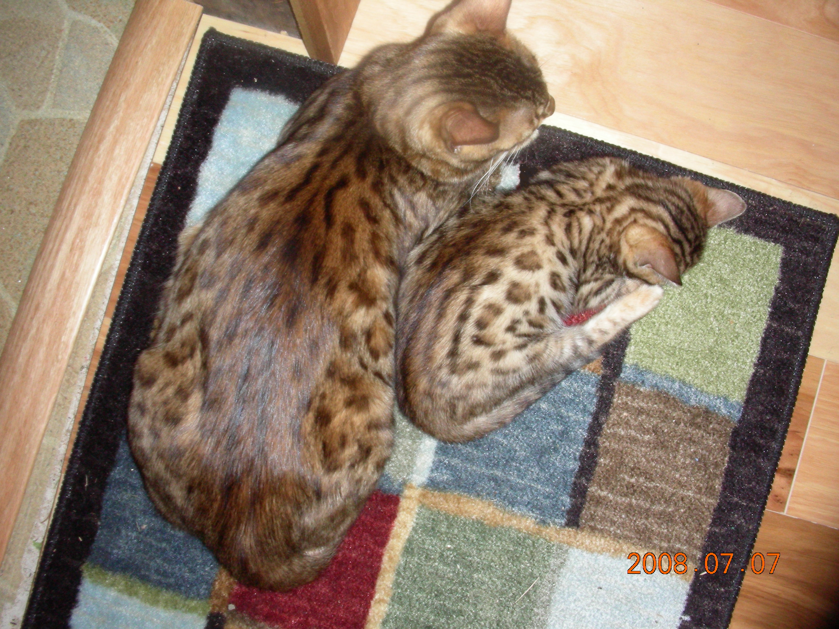 malekitten001.jpg