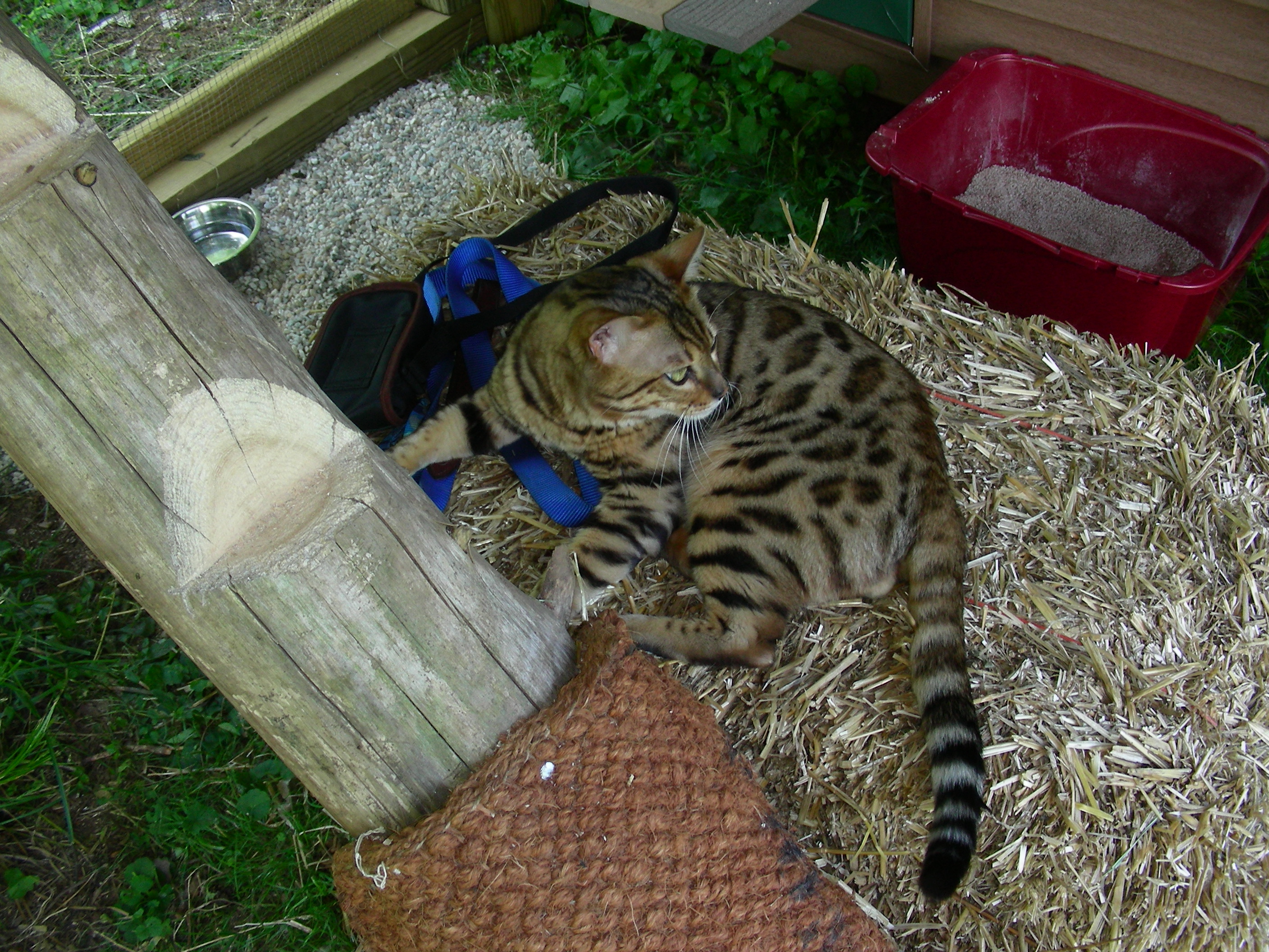 outdoorcathouse011.jpg