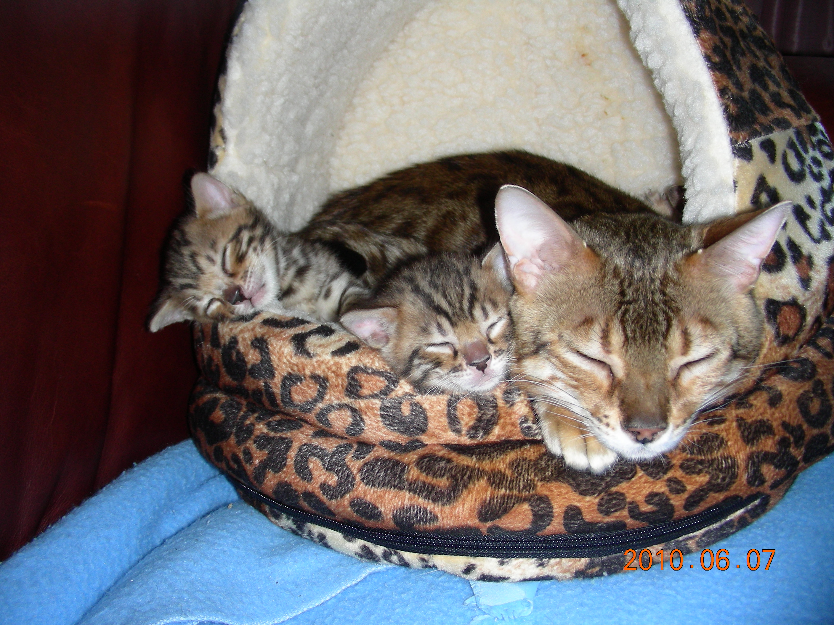rinaskittens3wks2010016.jpg