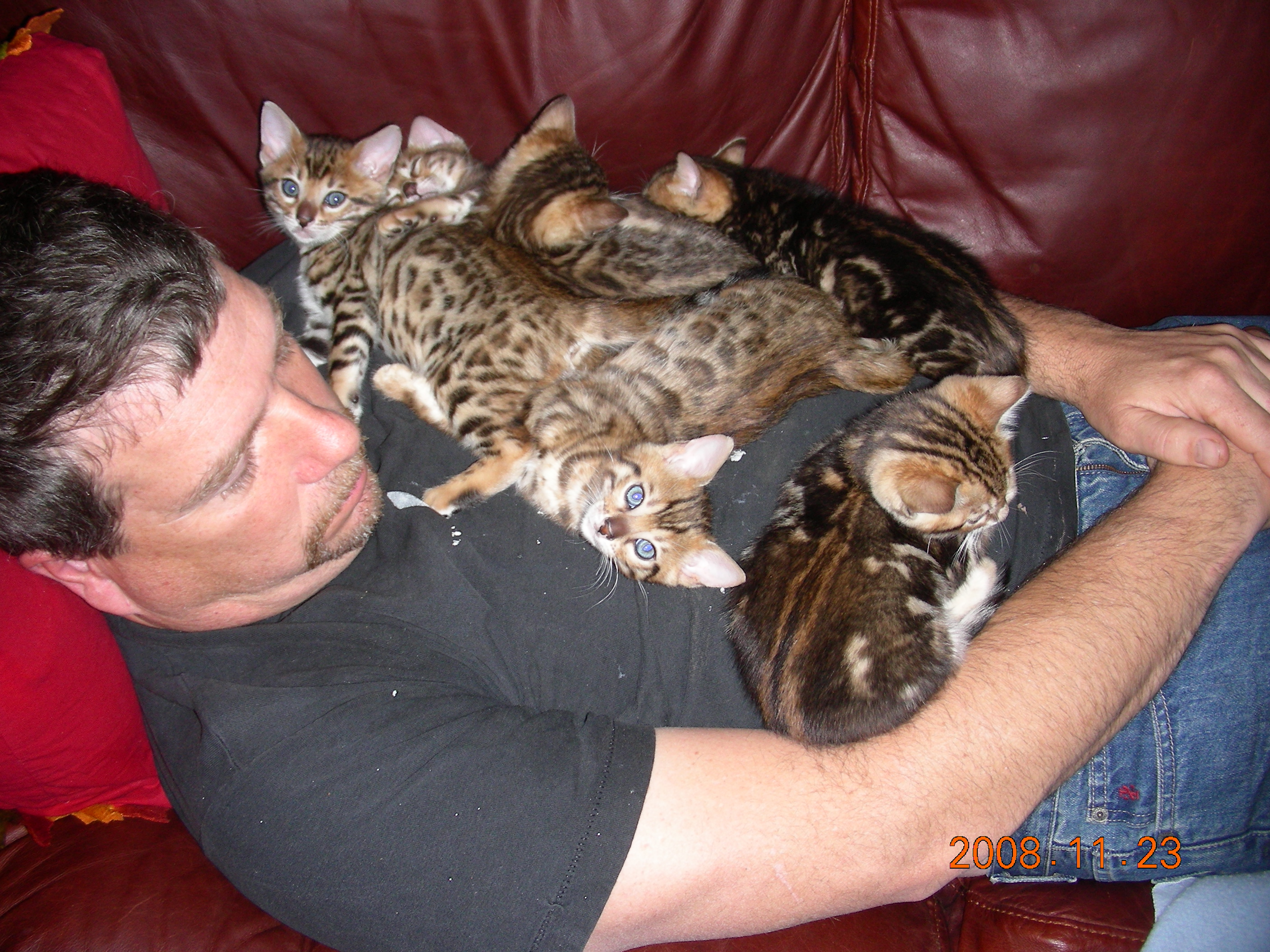 rogandkittens001.jpg