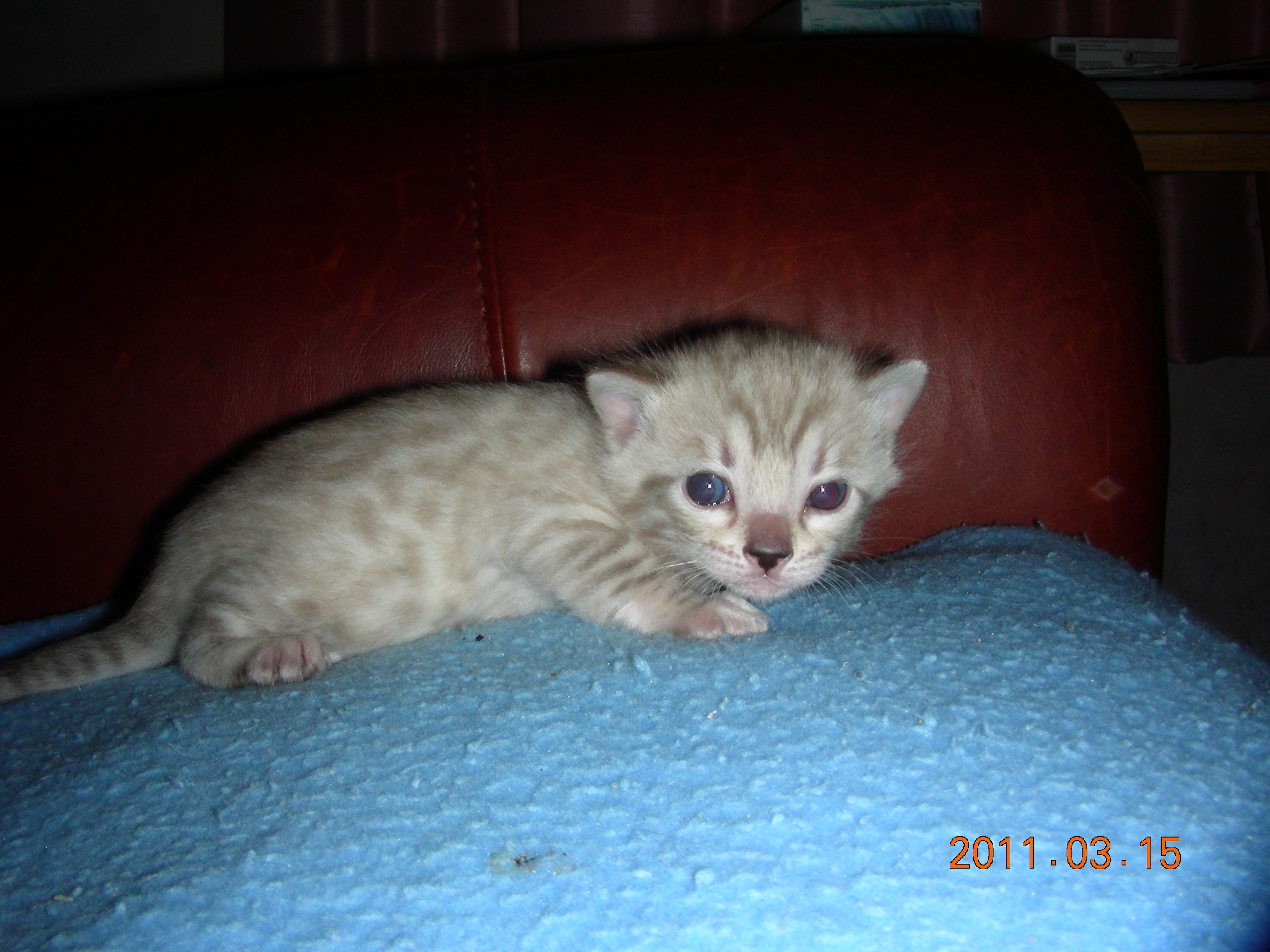 snowleopard2011002.jpg