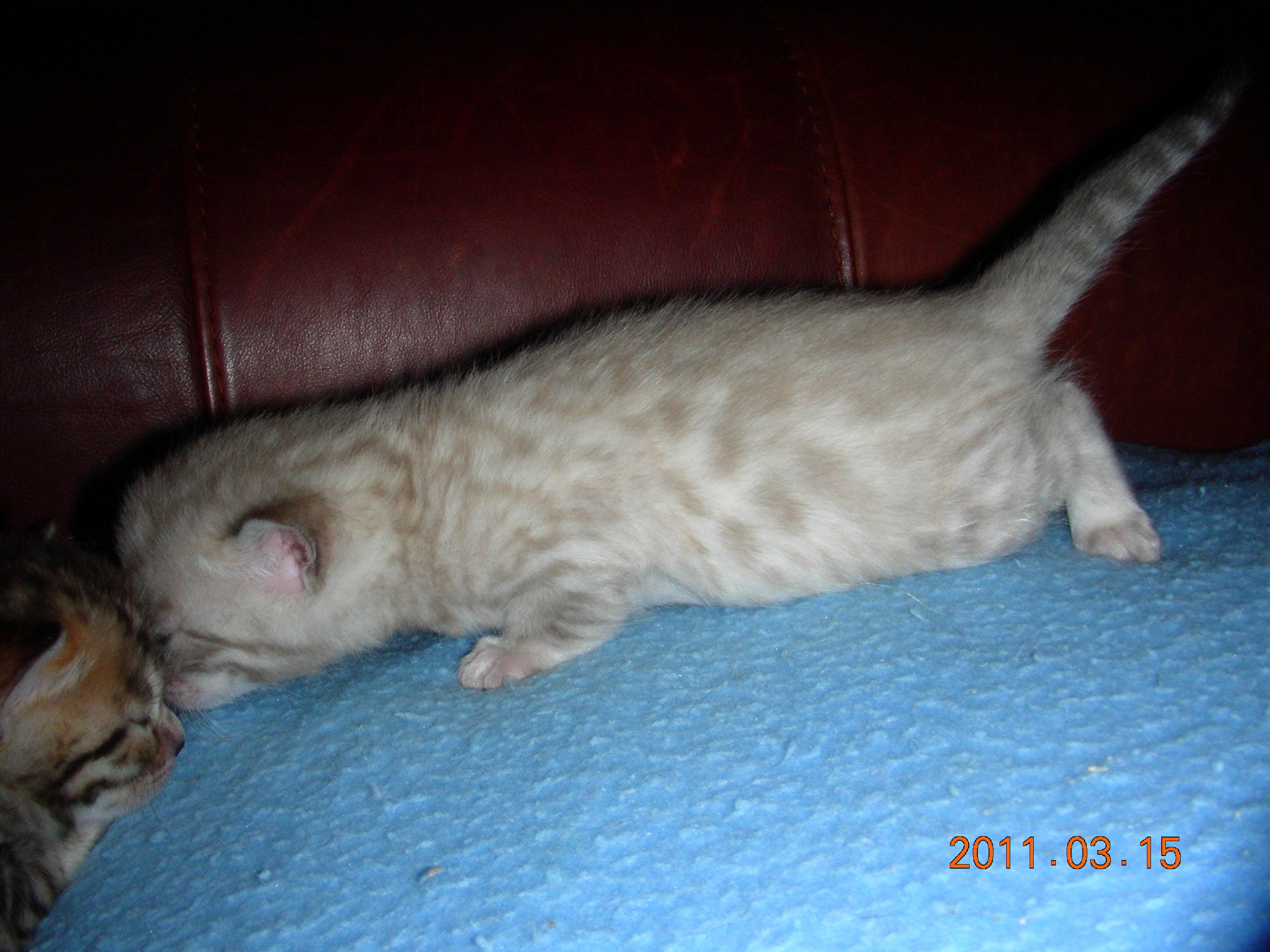 snowleopard2011003.jpg