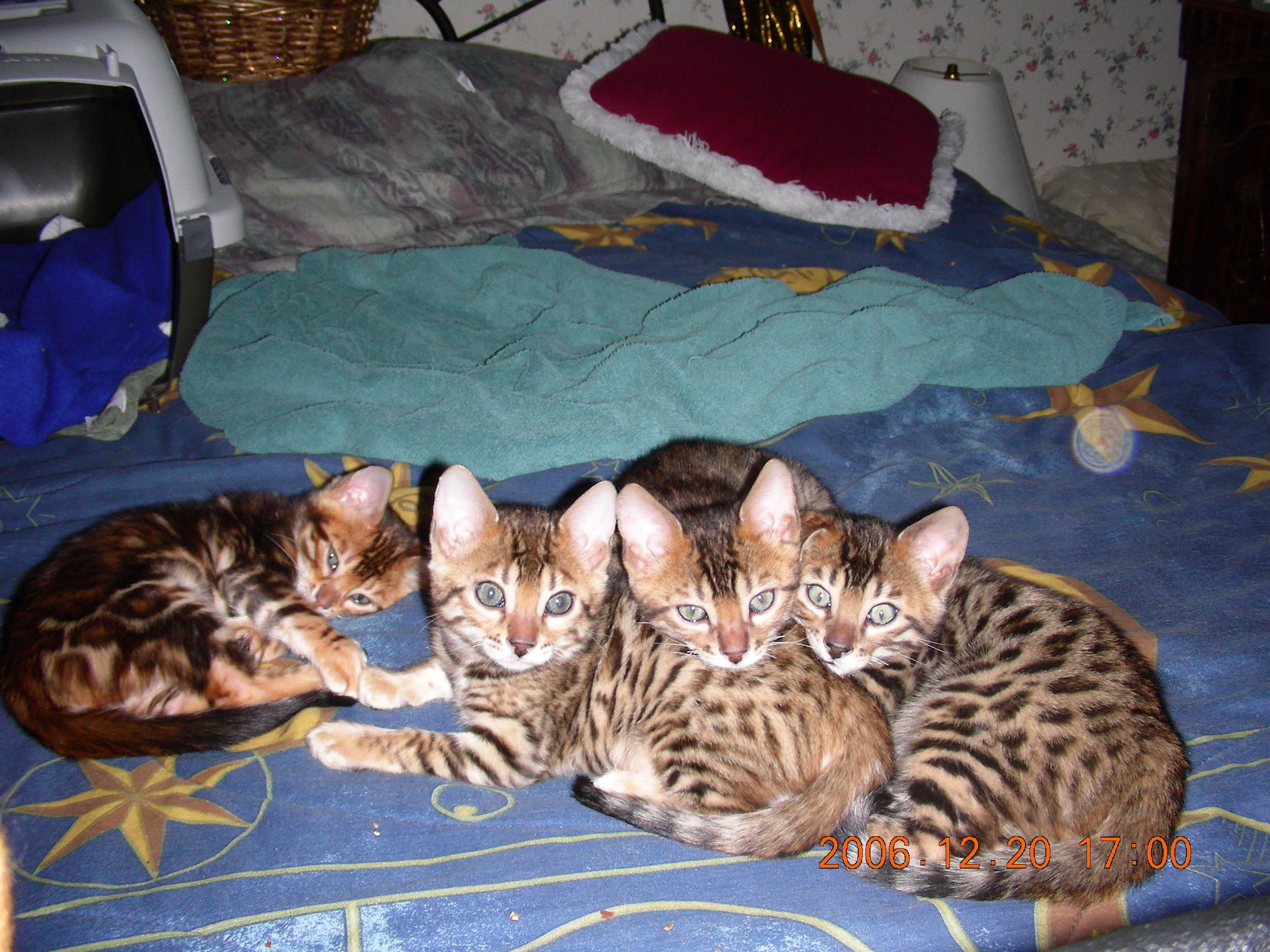 spottedbengals002.jpg