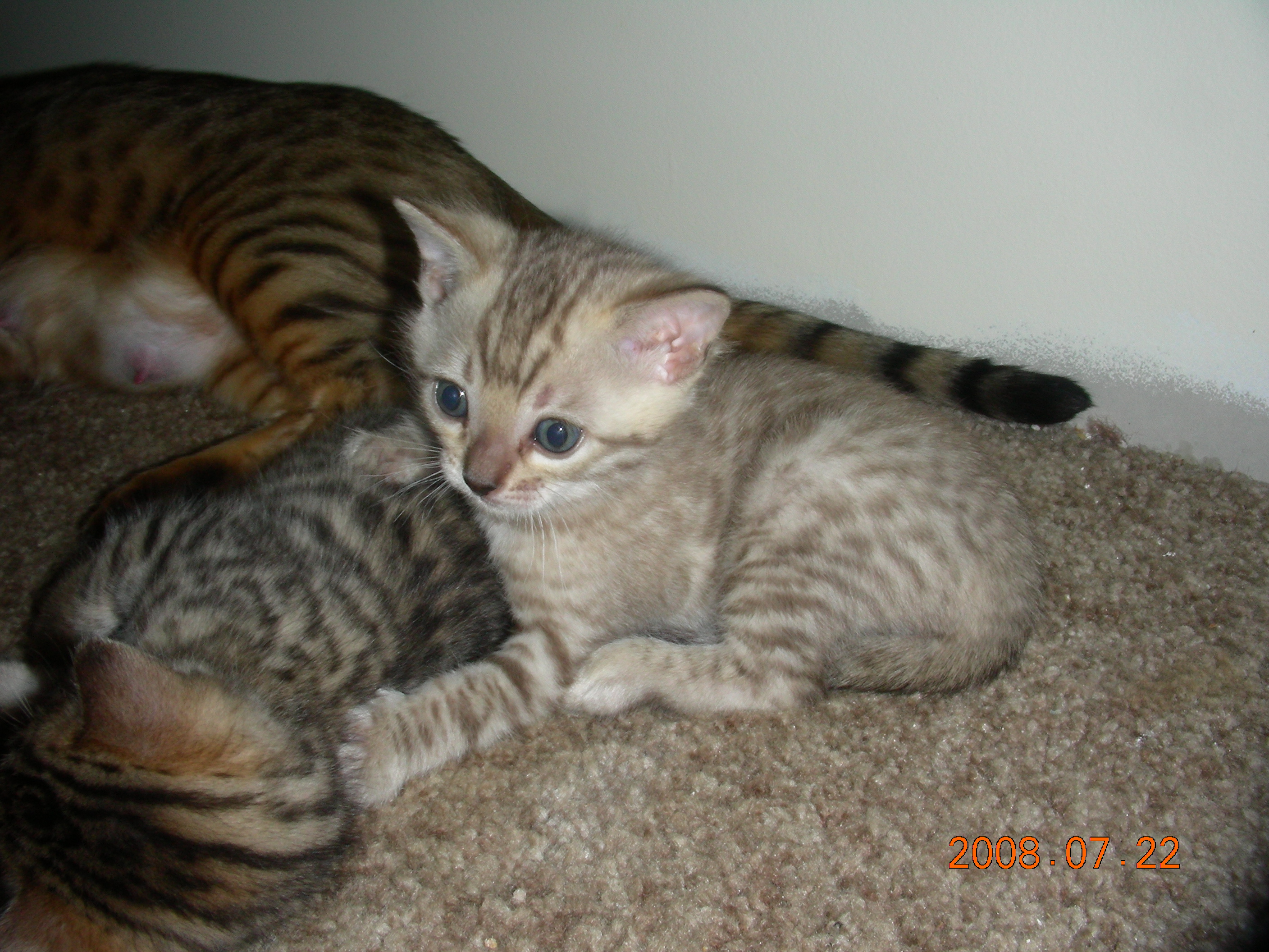whitemale5wks003.jpg